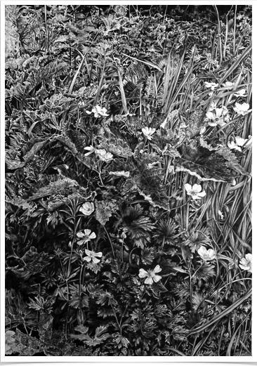 Buttercups
pencil on paper
29 x 42 cm